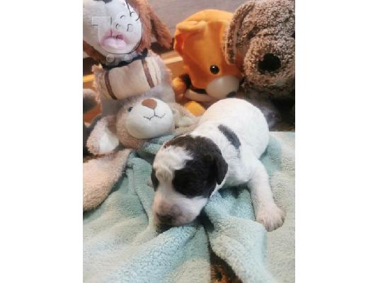 PoulaTo: Lagotto Romagnolo, κουτάβια κρατήσεων
